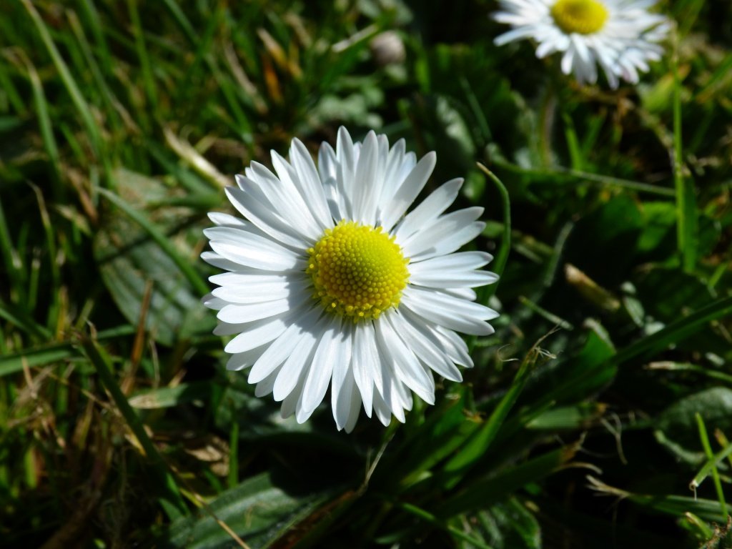 Daisy ©jenniferramirezbaulch.com