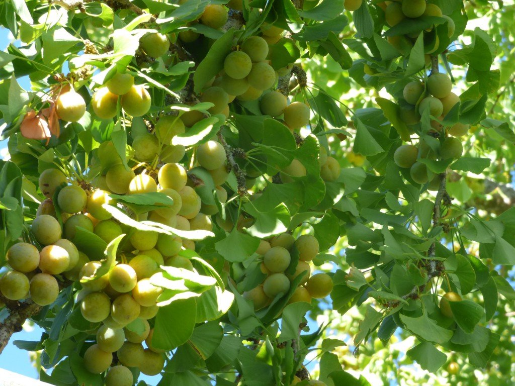 ginkgo biloba tree fruits ©www.jenniferramirezbaulch.com