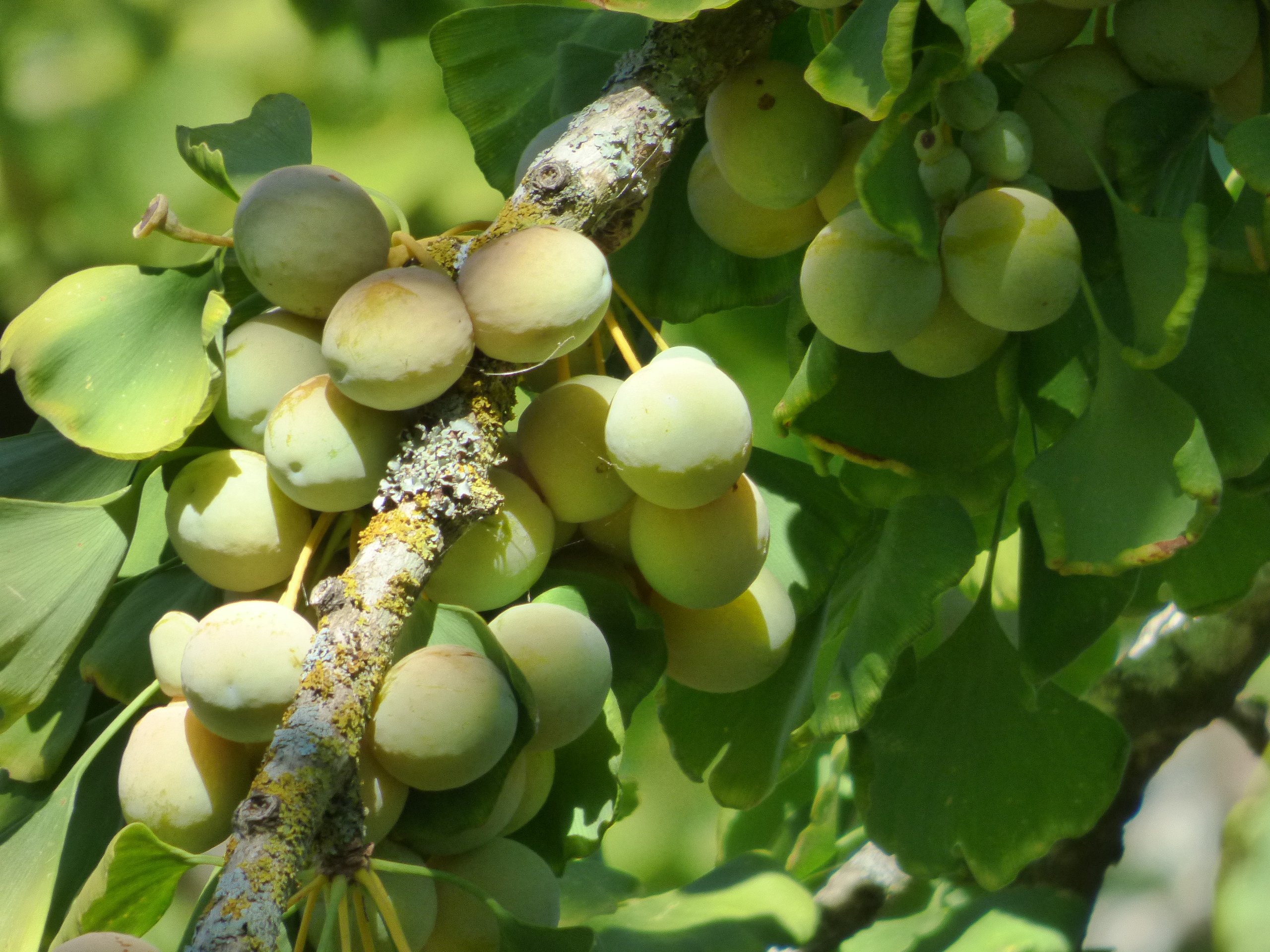 Ginkgo Biloba Fruit in Ballarat Botanical Garden Jennifer Ramirez Baulch
