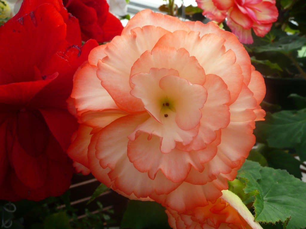 tuberous begonia peach ©www.jenniferramirezbaulch.com