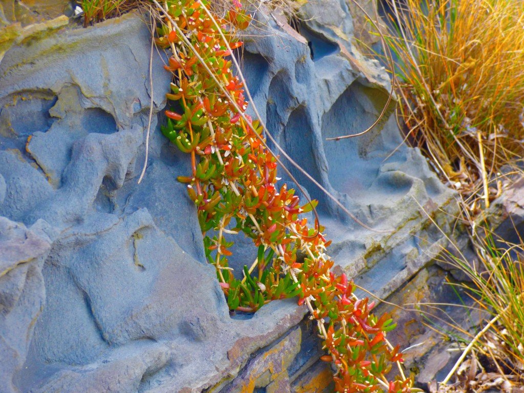wild succulent